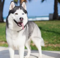Husky syberyjski
