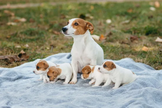 Jack Russell terrier – szkolenie rasy