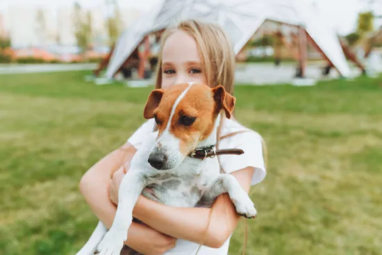Jack Russell terrier – charakterystyka rasy