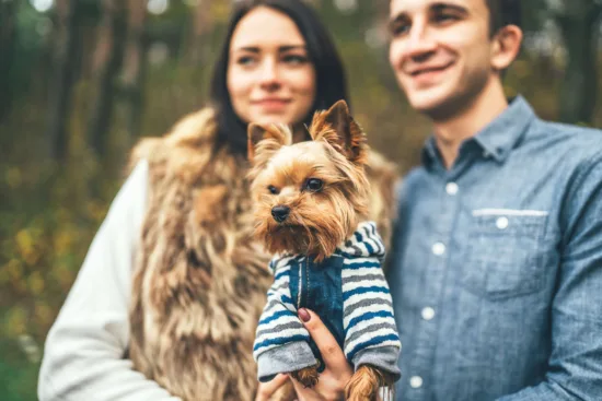 Yorkshire terrier – szkolenie rasy