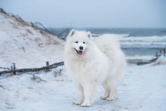 Samoyed – szkolenie rasy