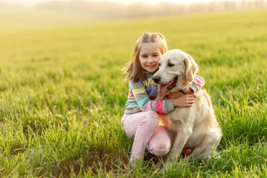 Labrador retriever – Cena rasy i koszt utrzymania