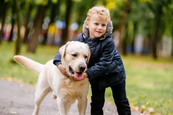 Labrador retriever – wychowanie rasy
