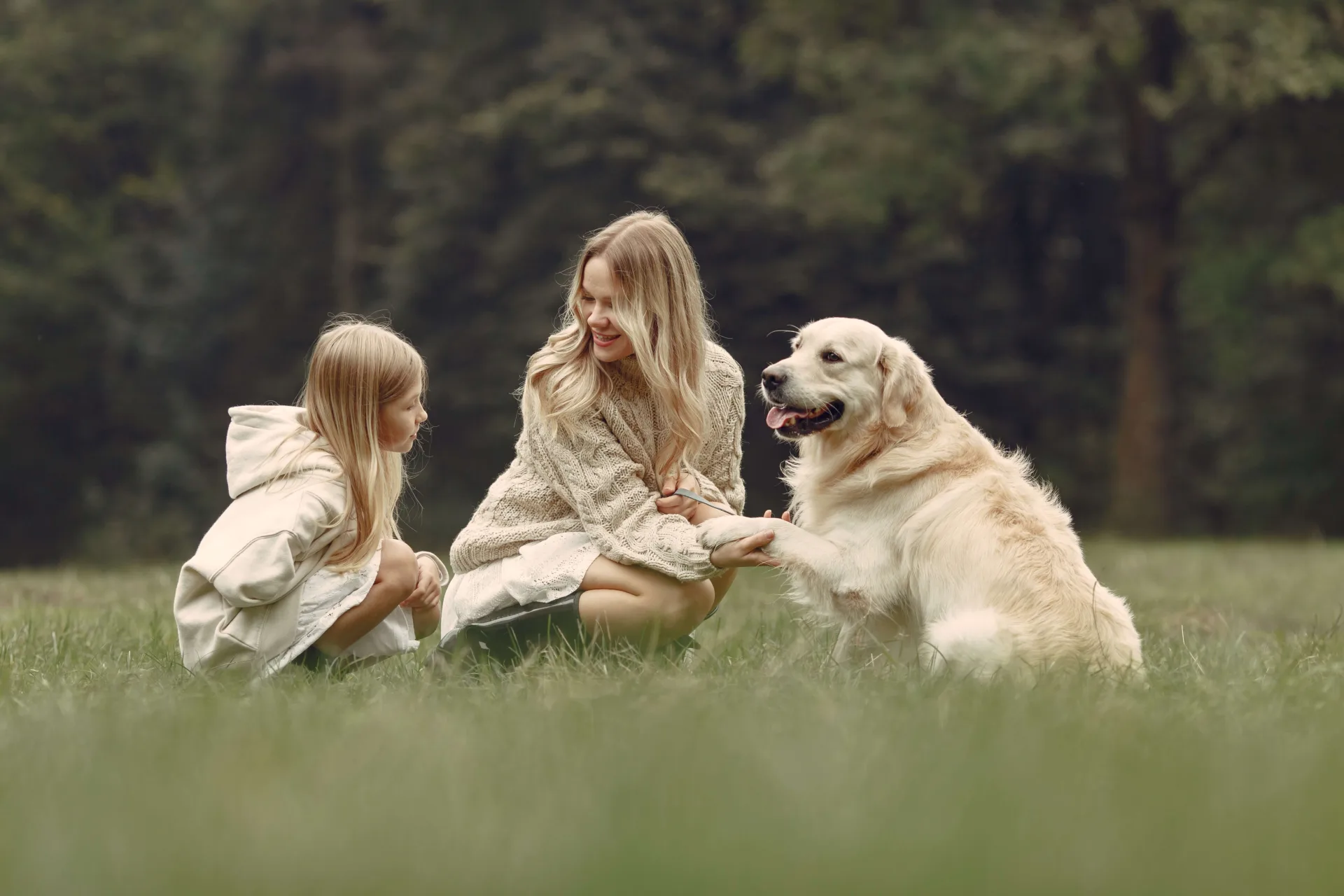 golden retriever