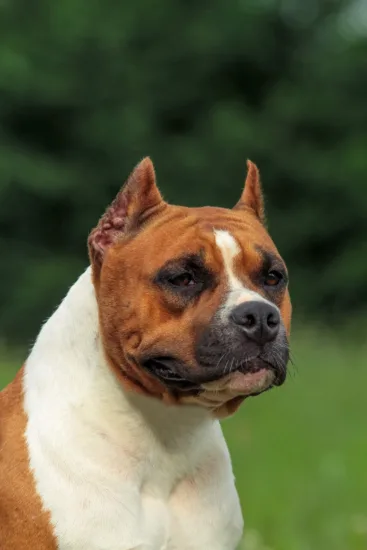 Amerykański Staffordshire Terrier – żywienie rasy