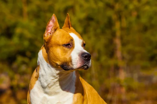 Amerykański Staffordshire Terrier – historia i pochodzenie rasy