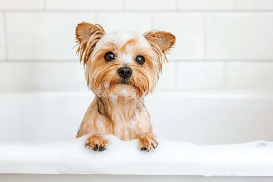 Yorkshire terrier – charakterystyka rasy