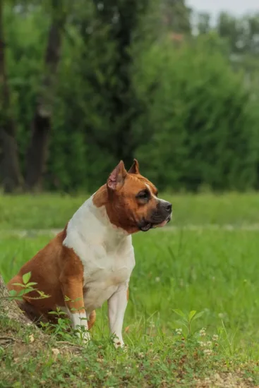 Amerykański Staffordshire Terrier – cena rasy i koszt utrzymania