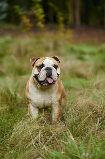 Buldog Angielski – szkolenie rasy