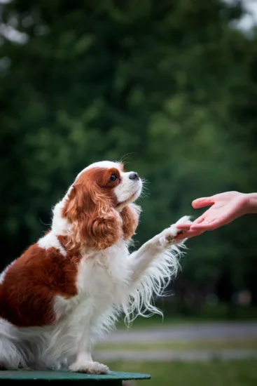 Cavalier King Charles Spaniel – wychowanie rasy