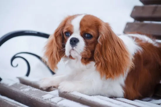 Cavalier King Charles Spaniel – cena rasy i koszt utrzymania