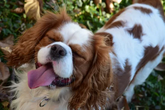 Cavalier King Charles Spaniel – żywienie rasy