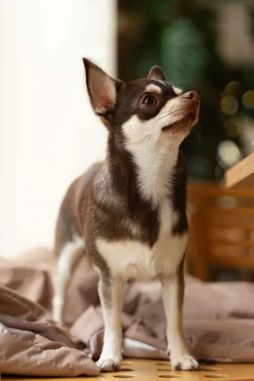 Chihuahua – żywienie rasy