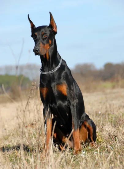 Dobermann – cena rasy i koszt utrzymania