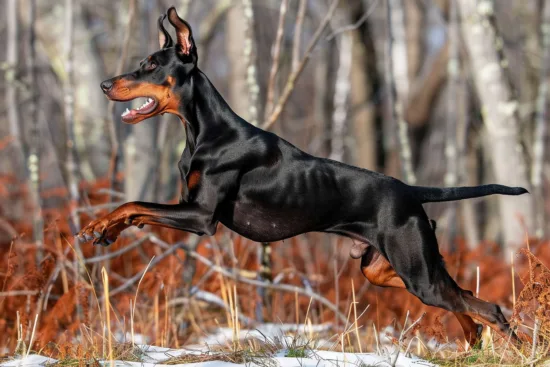 Dobermann – zdrowie rasy