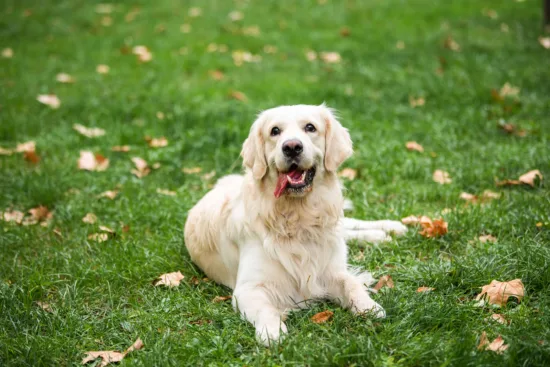 Golden Retriever – Historia i Pochodzenie Rasy