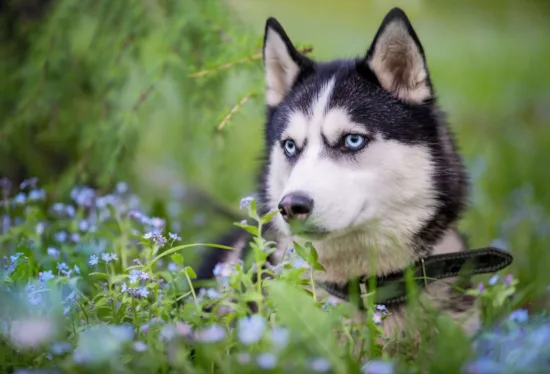 Husky syberyjski – szkolenie rasy