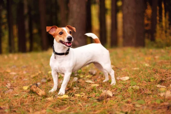 Jack Russell terrier – cena rasy i koszt utrzymania