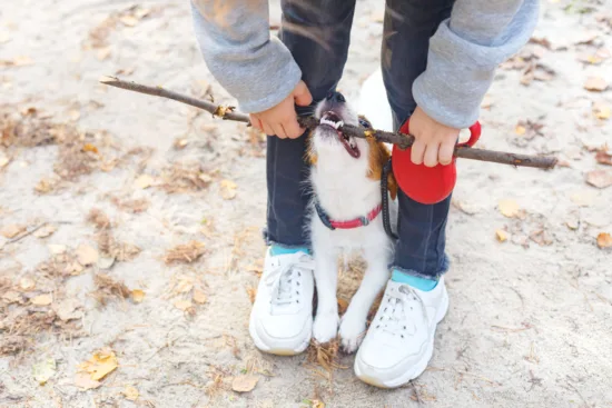 Jack Russell terrier – wychowanie rasy