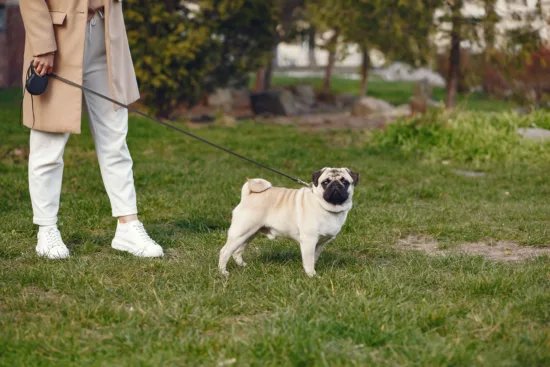 Mops – wychowanie rasy