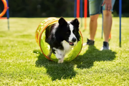 Border collie – wychowanie rasy