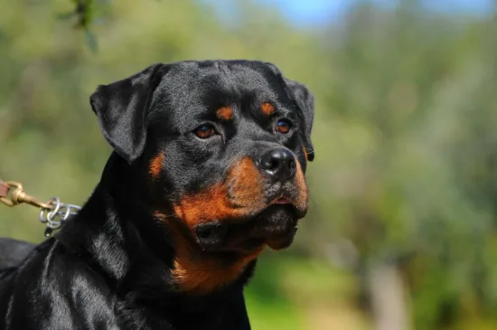 Rottweiler – szkolenie rasy
