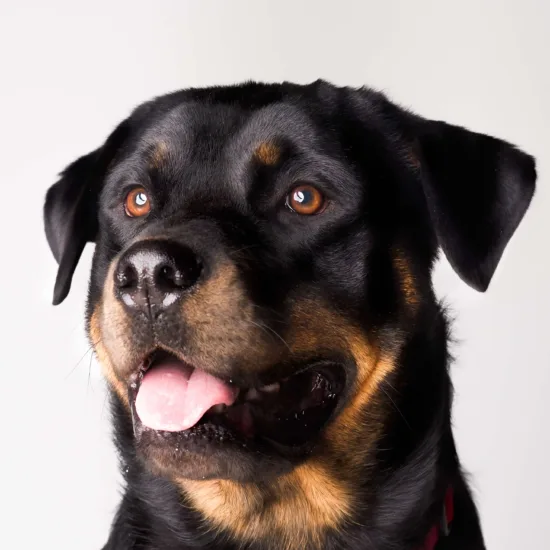 Rottweiler – cena rasy i koszt utrzymania