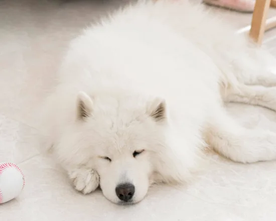 Samoyed – żywienie rasy