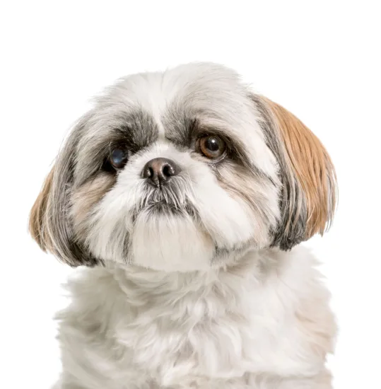 Shih Tzu – cena rasy i koszt utrzymania