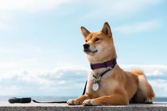 Shiba Inu – historia i pochodzenie rasy