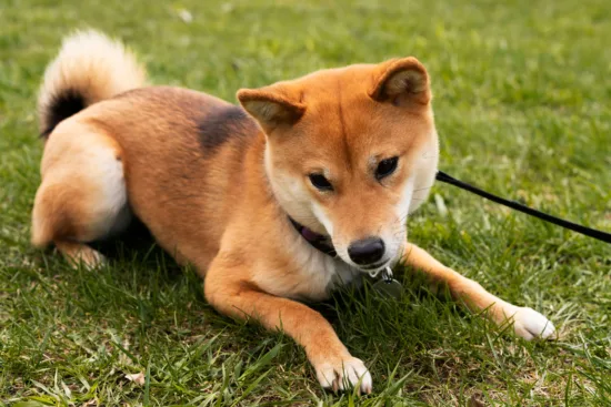 Shiba Inu – charakterystyka rasy