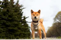 Shiba Inu