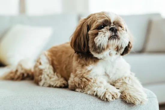 Shih Tzu – historia i pochodzenie rasy