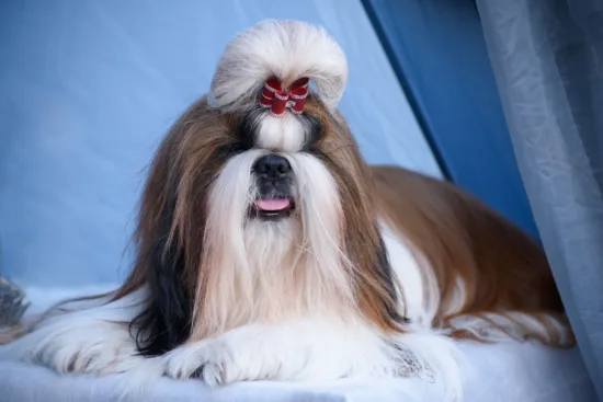 Shih Tzu – charakterystyka rasy