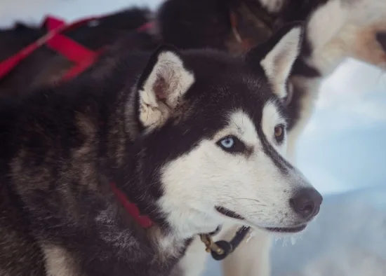 Husky syberyjski – zdrowie rasy
