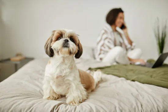 Shih Tzu – wychowanie rasy