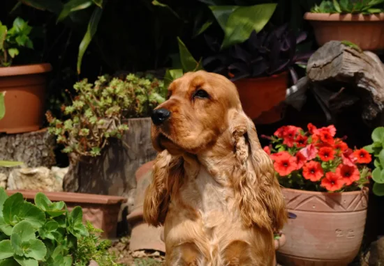 Cocker spaniel angielski – cena rasy i koszt utrzymania