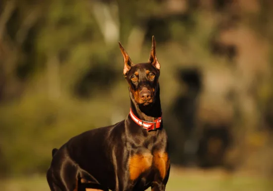 Dobermann – charakterystyka rasy