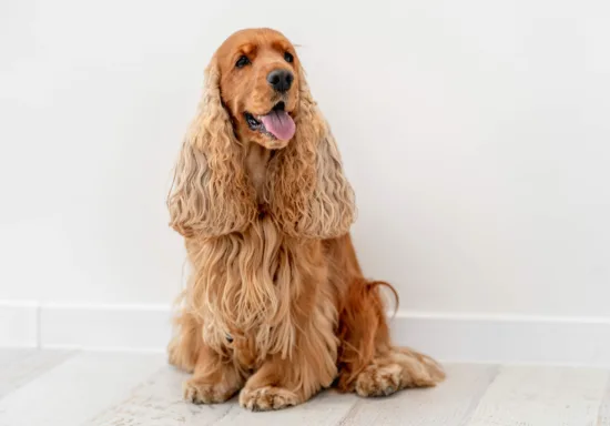 Cocker spaniel angielski