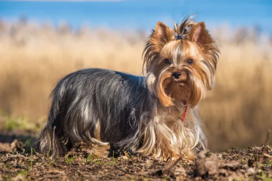 Yorkshire terrier – cena rasy i koszt utrzymania