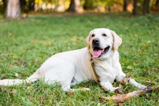 Labrador retriever – żywienie rasy