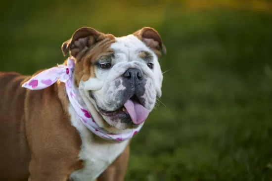 Buldog Angielski – charakterystyka rasy