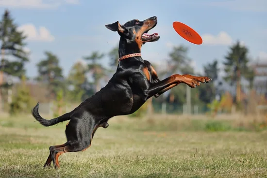 Dobermann – pielęgnacja rasy