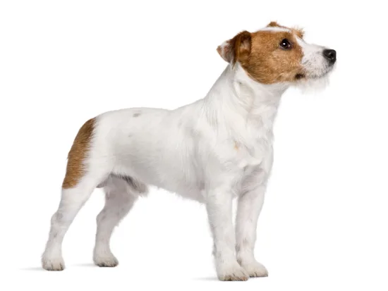 Jack Russell terrier – historia i pochodzenie rasy