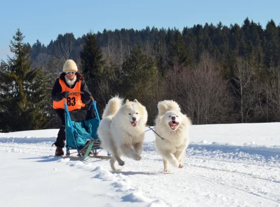 Samoyed – wychowanie rasy