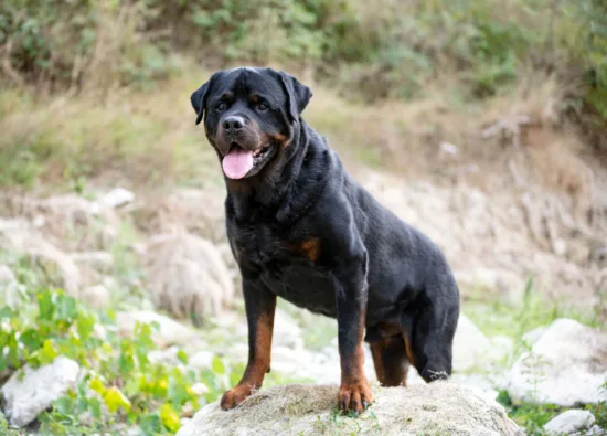 Rottweiler – zdrowie rasy