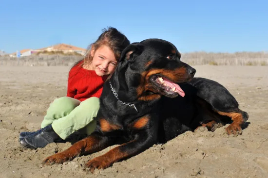 Rottweiler – pielęgnacja rasy