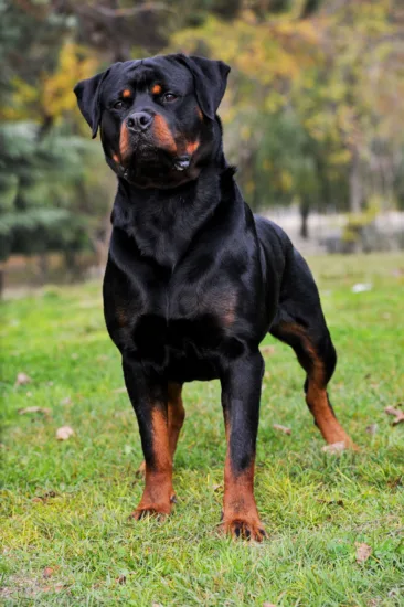 Rottweiler – żywienie rasy
