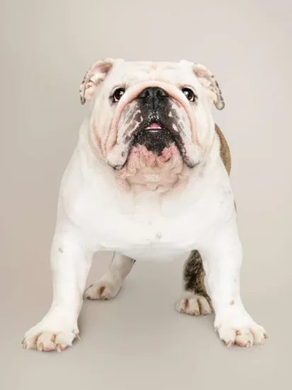 Buldog Angielski – historia i pochodzenie rasy