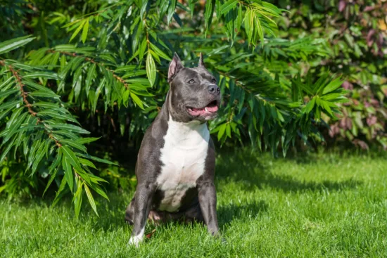 Amerykański Staffordshire Terrier – szkolenie rasy